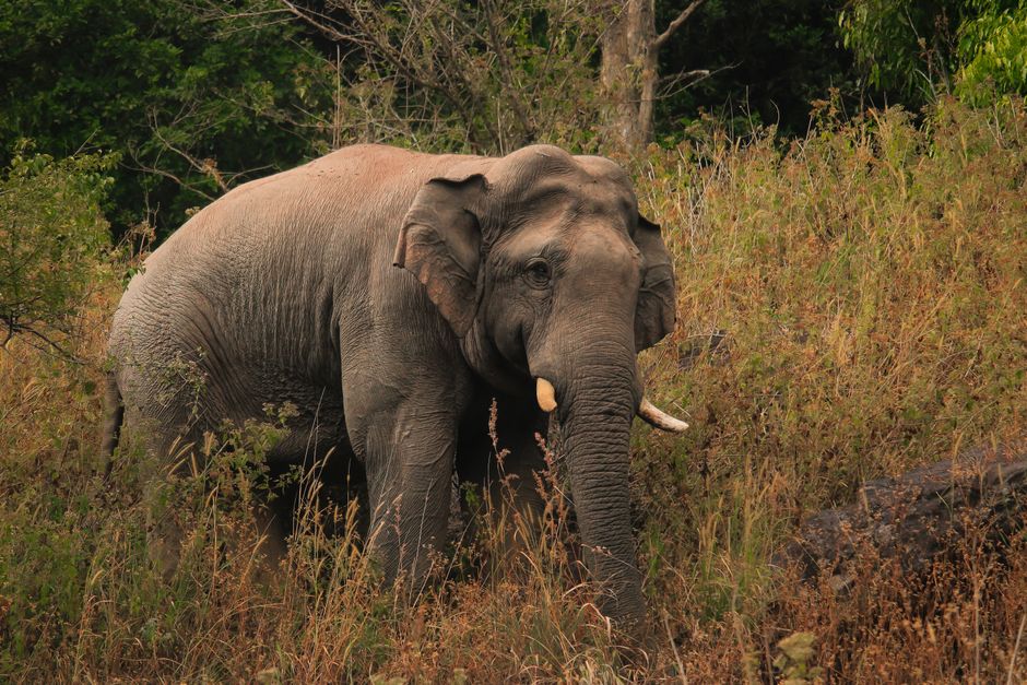 Opplev Spennende Dyrelivssafari – Din Guide til Naturen