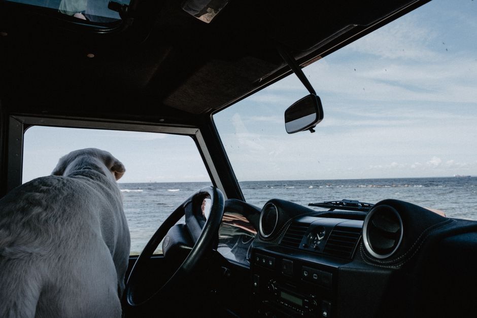 Reiser med hund: Den ultimate guiden for en fantastisk ferie med din firbente venn